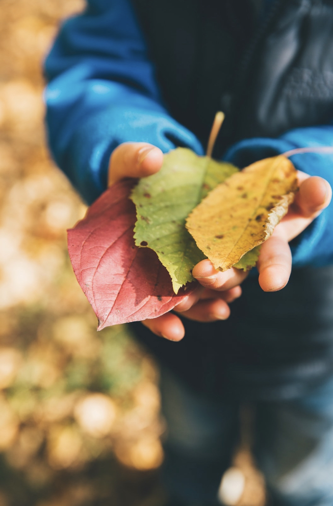 A child's hands showing an autumn activity at home, collecting colorful autumn leaves on the ground.