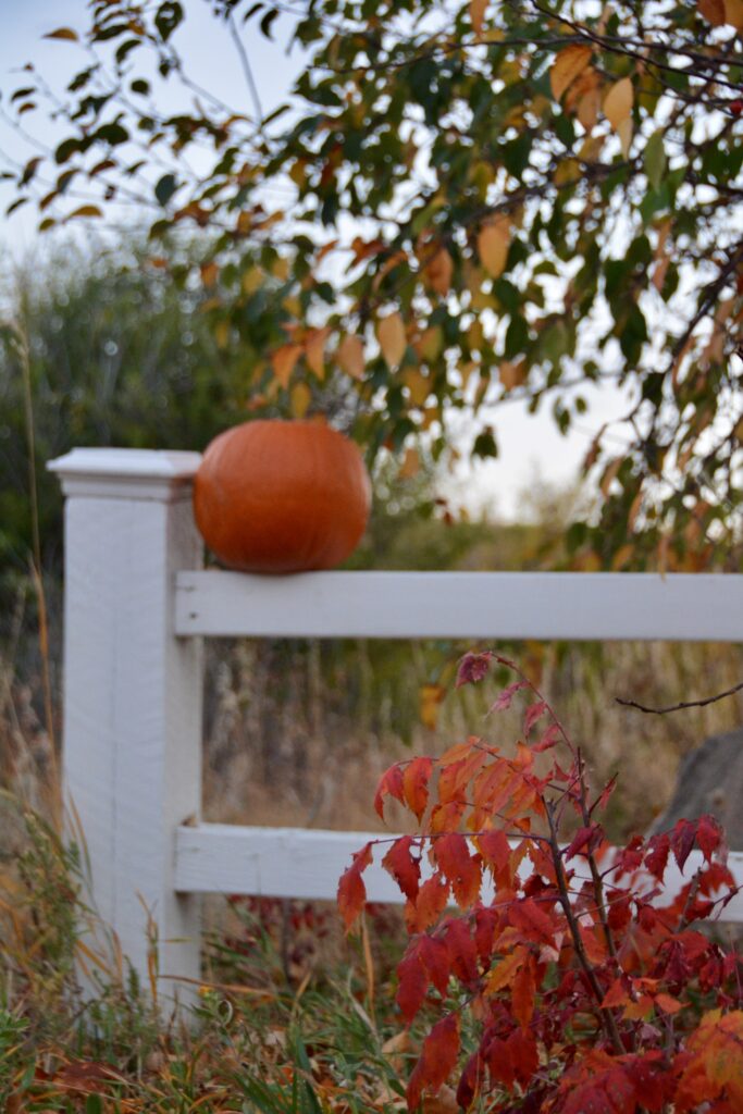 A scene embracing autumn with a bright orange pumpkin set on a white fence under a tree ablaze in color.