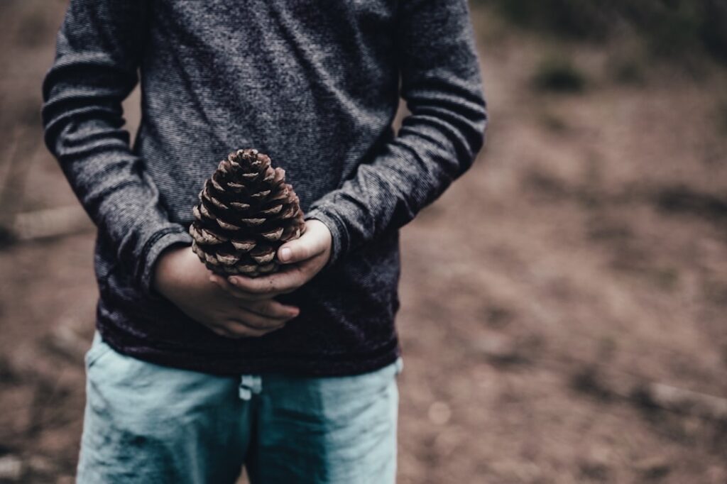 preschooler boy wearing a gray long-sleeved shirt holding a spiny brown pinecone having a tactile experience in nature